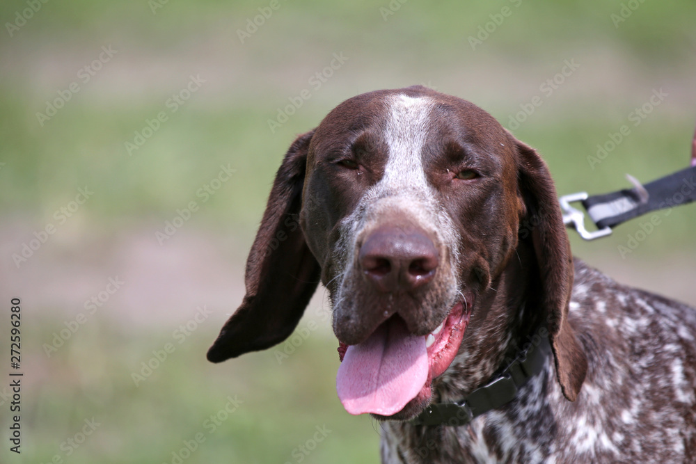 Outdoor portrait of a vizsla dog. A close-up head shot of a vizsla dog
