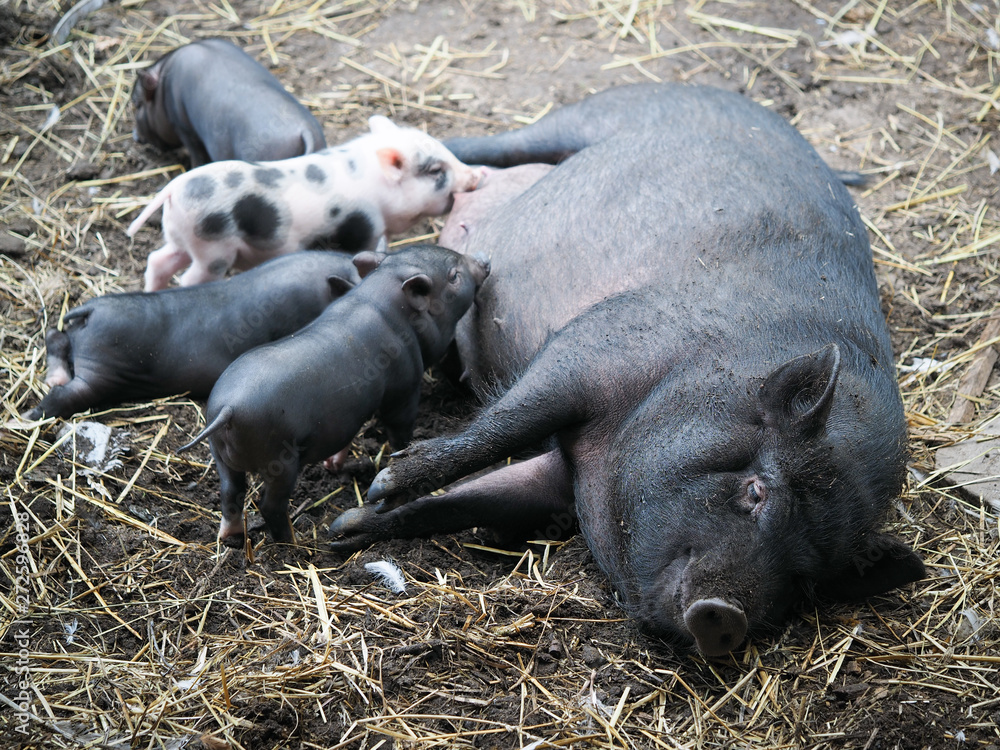 Big pig feeds little piglets with breast milk Big pig feeds little piglets with breast milk