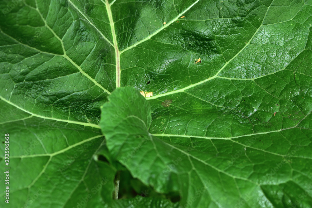 green leaf with drops of water green leaf with drops of water