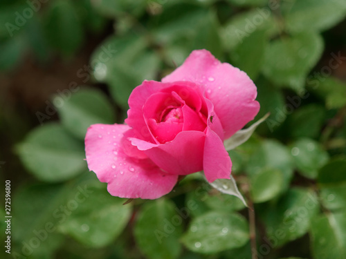beautiful red garden rose in dew drops