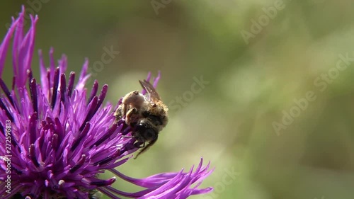 Wildbiene beim Blütenbesuch photo