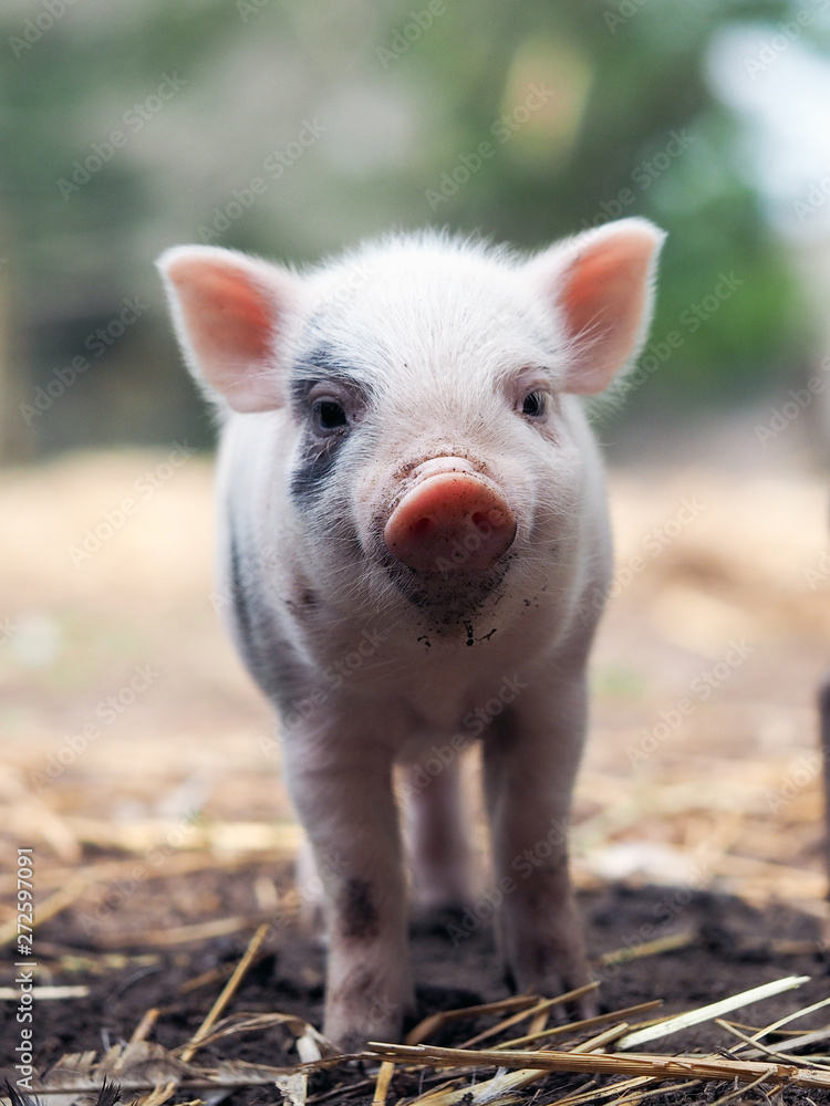 Cute little pigs in the farm. Portrait of a pig Cute little pigs in the farm. Portrait of a pig