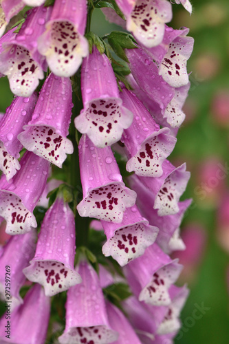 Closeup of pink flowers of a purple foxglove Digitális purpúrea with raindrops in the garden on a blurred green background