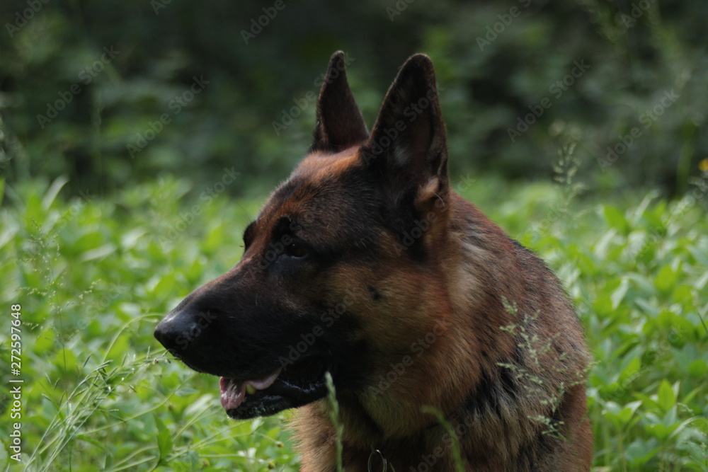 German shepherd walks and lies on a forest clearing on a summer evening
