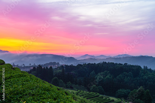 A landscape view of the rise of the sun in the green tea fields of Boseong, south korea.