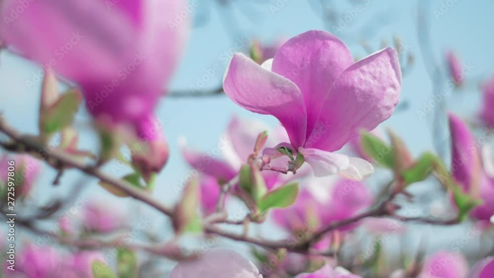 Beautiful magnolia flower blooms against the background of magnolia flowers. Nature. Beautiful magnolia flower blooms against the background of magnolia flowers. Nature.