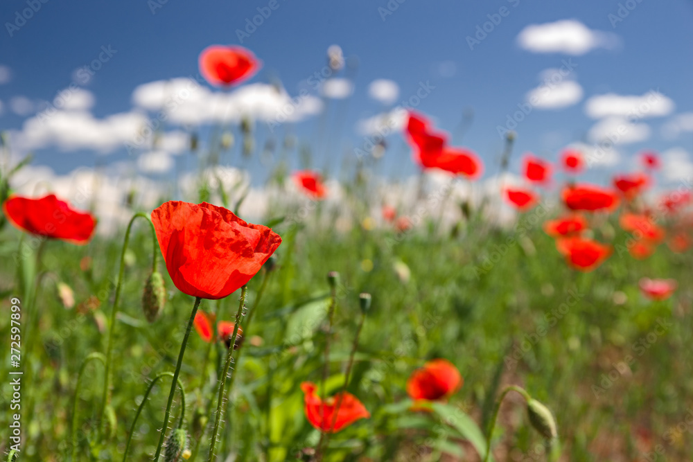 Obraz premium Close up of a field of blooming poppies, against a background of blue sky.