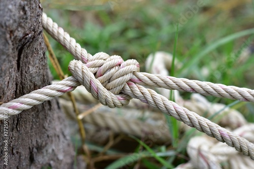 Rope knot tied to a tree.