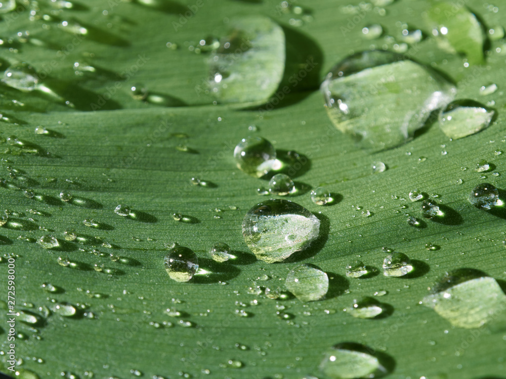 Close up view to water drops on the leaf. Close up view to water drops on the leaf.
