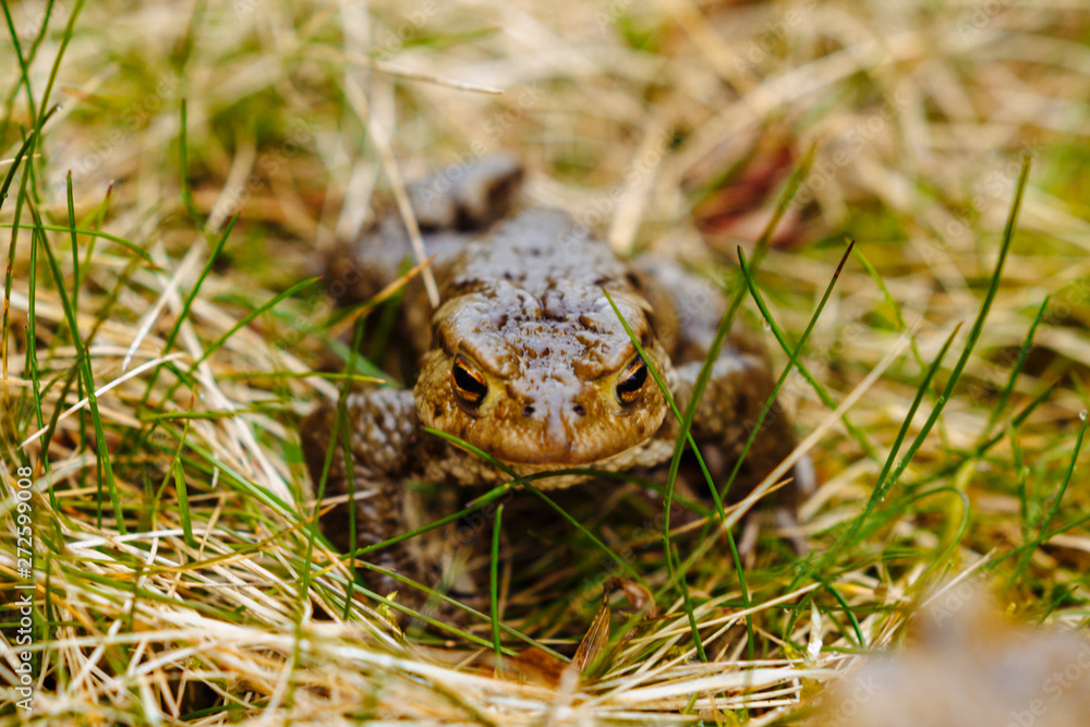 Fototapeta premium European green frog in the wild