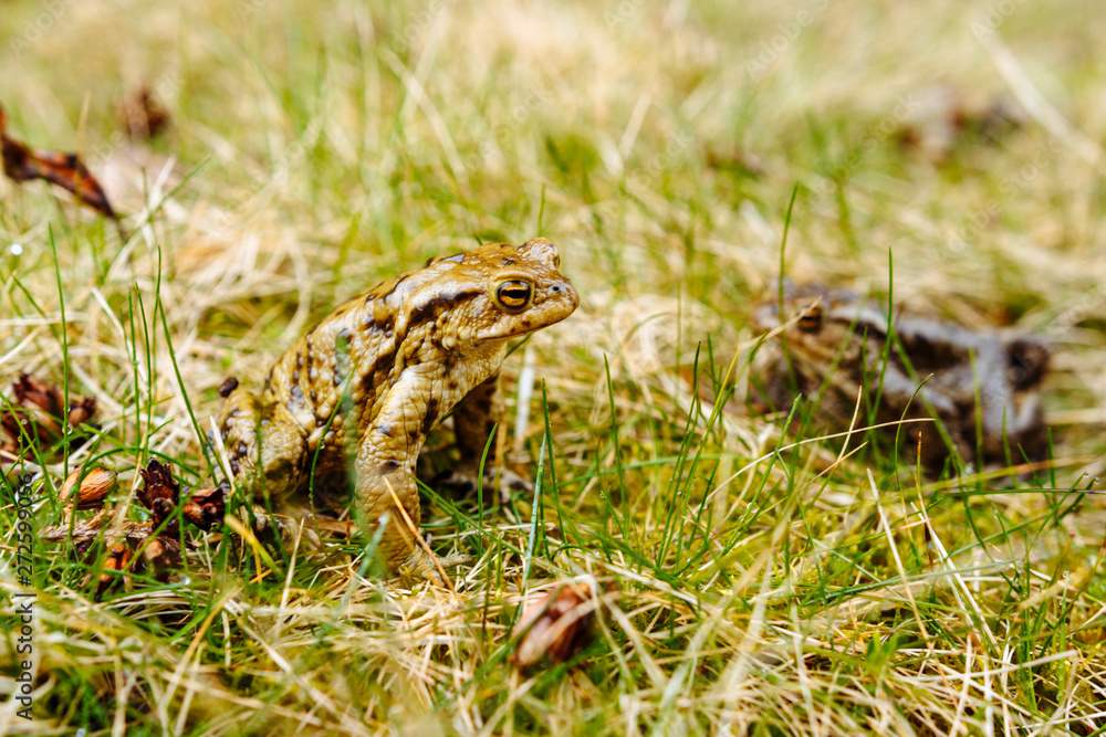 Fototapeta premium European green frog in the wild