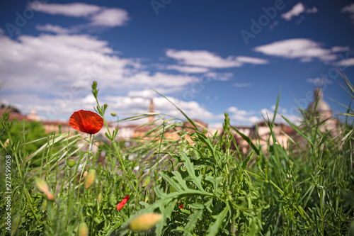 Red poppies blooming in a meadow  in the background the town of Casale Monferrato in Italy.