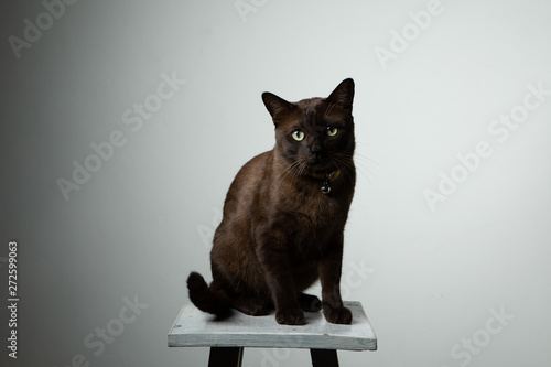Bilde på lerret brown cat sitting on chair with studio lighting