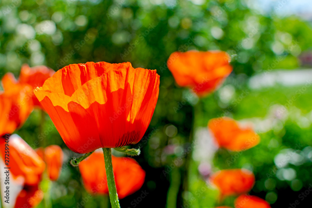 Close up of beautiful red blooming poppies in a field. Close up of beautiful red blooming poppies in a field.