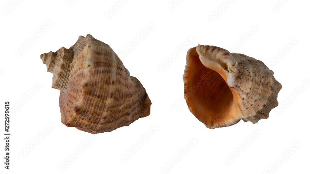 Sea shell from two sides isolated on white background Sea shell from two sides isolated on white background