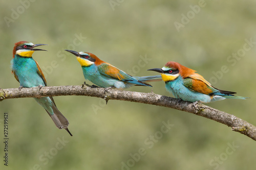 Close up of European bee eaters (Merops apiaster)
