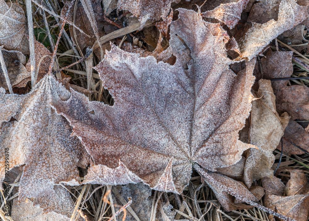 Close up of frozen hoarfrost maple leaf among frosty grass, leaf