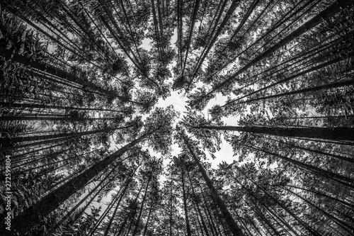 looking up at the forrest in winter, black and white landscape p