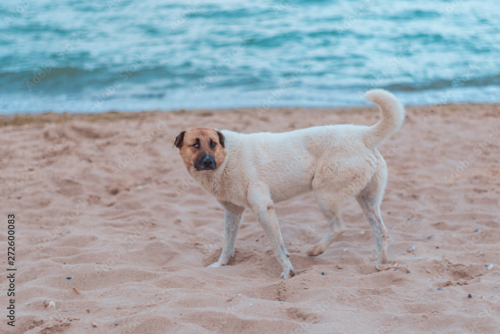 Homeless big dog by the sea.