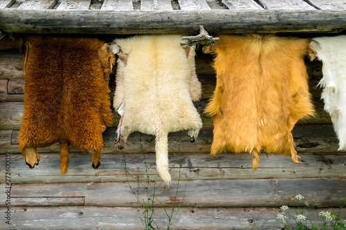 Wild animals fur hanging on the wooden home wall outside
