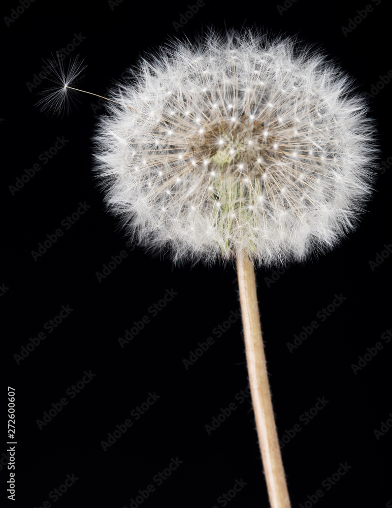 Fototapeta premium Old dandelion flower