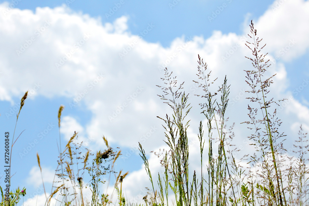 close up on grass stems on cloudy sky  background with copy space for your text