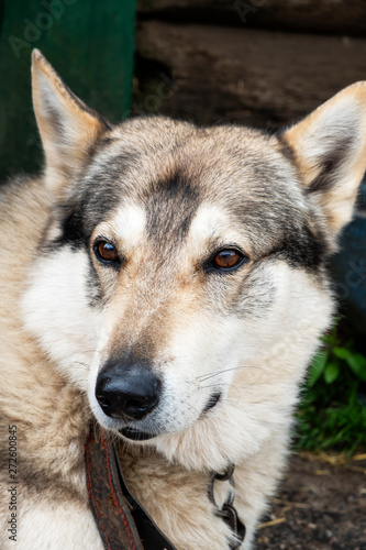 Portrait of Laika. Dog portarit. Closeup