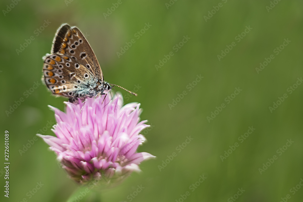 orange butterfly on a lilac flower, macro shot, summer sunny day. Pink background with green leaves. Selective focus. soft focus, bokeh, space for text orange butterfly on a lilac flower, macro shot, summer sunny day. Pink background with green leaves. Selective focus. soft focus, bokeh, space for text