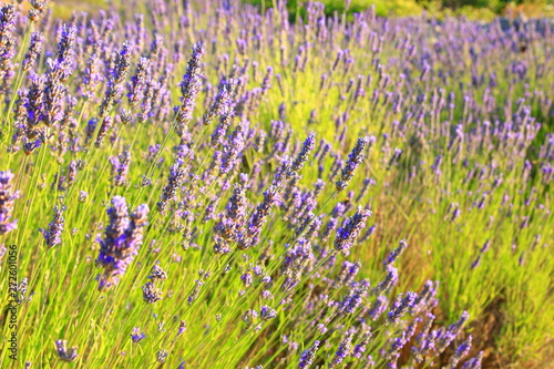 Lavender flowers on Island Hvar in Croatia