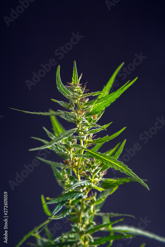 Macro photos of marijuana plant with leaves before harvesting. T