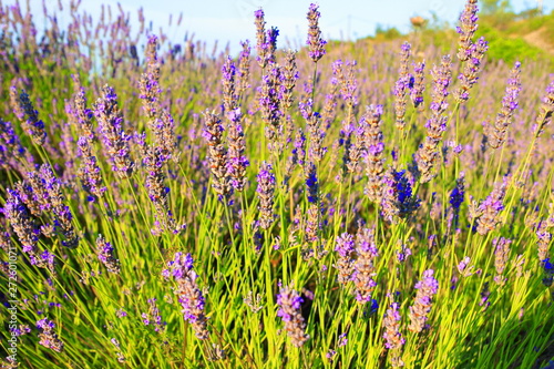 Lavender flowers on Island Hvar in Croatia