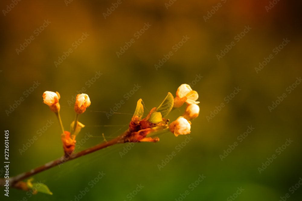 Small new leaves on an cherry tree branch. Spring in the garden. Selection focus. Shallow depth of field. Toned Small new leaves on an cherry tree branch. Spring in the garden. Selection focus. Shallow depth of field. Toned