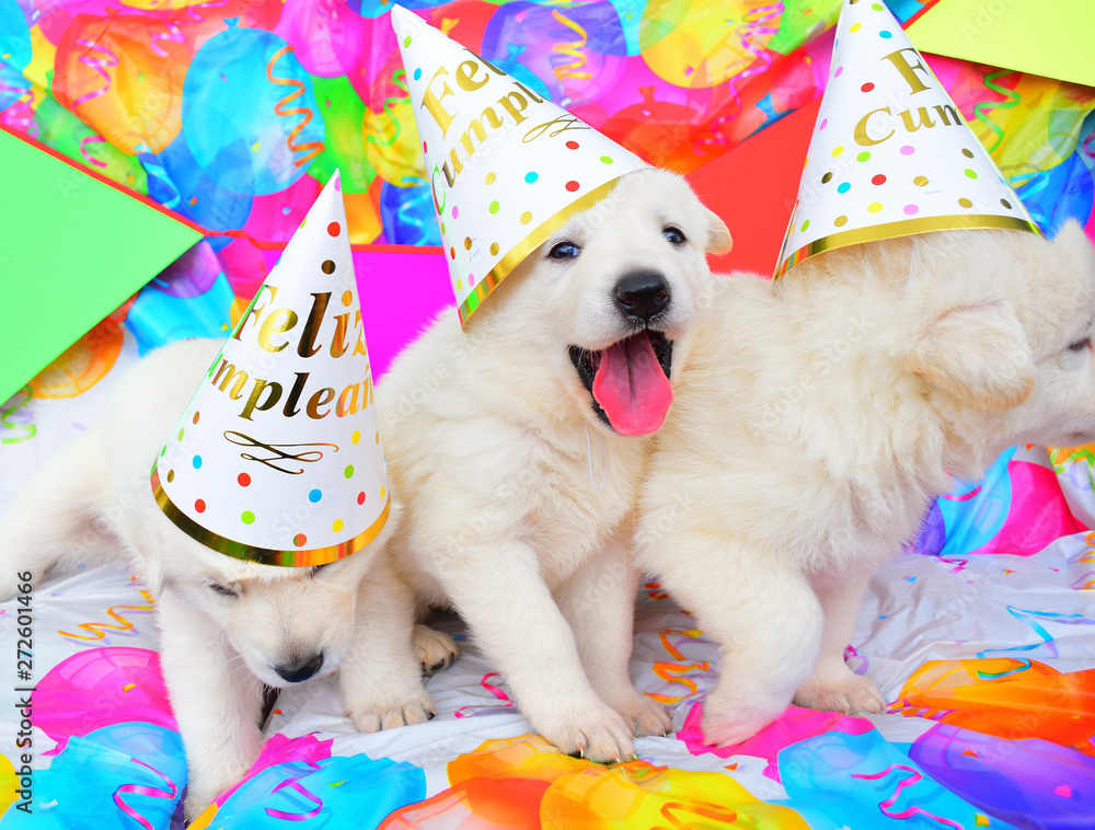 funny birthday cute dog puppies - obrazy, fototapety, plakaty 