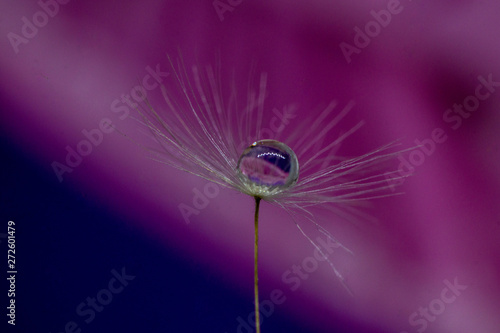A drop of water on dandelion with a nice background and space for words. Abstract postcard and nature postcard. 