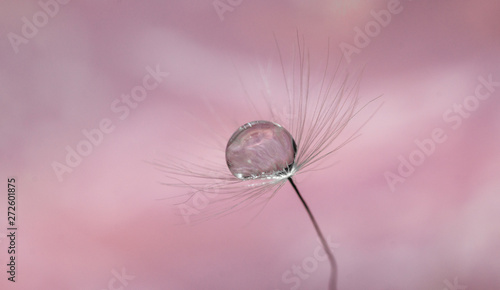 A drop of water on dandelion with a nice background and space for words. Abstract postcard and nature postcard.  photo