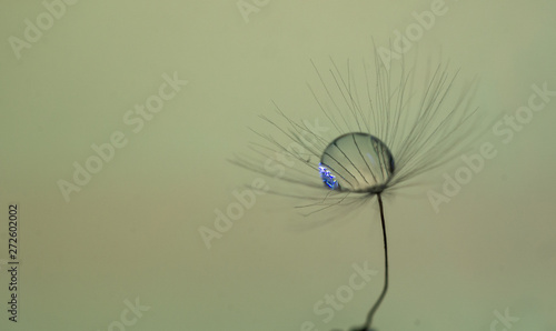 A drop of water on dandelion with a nice background and space for words. Abstract postcard and nature postcard. 