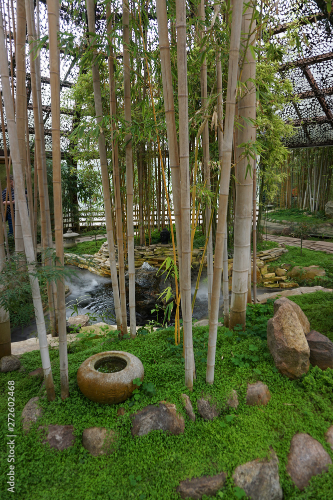 Fototapeta premium Bambus im Gewächshaus - asiatischer Garten