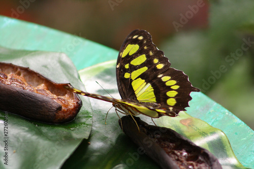 Schmetterling, Malachitfalter, Edelfalter, Tagfalter, Monarch, papillon photo