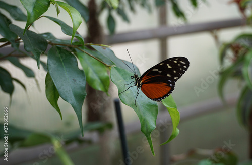 Schmetterling braun schwarz mit Weiß, Tropenhaus, Edelfalter, Tagfalter photo