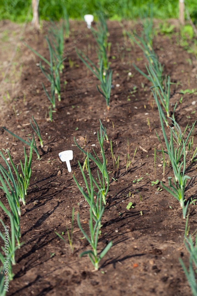 Onion grows in the garden in the garden. First spring harvest. Selection focus. Shallow depth of field Onion grows in the garden in the garden. First spring harvest. Selection focus. Shallow depth of field