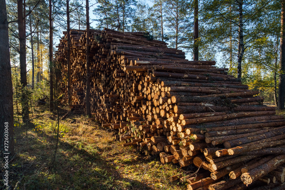 Area of illegal deforestation of vegetation in the forest. Cut t