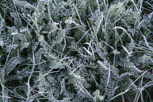 Early morning frozen hoarfrost grass in early autumn morning. Fr