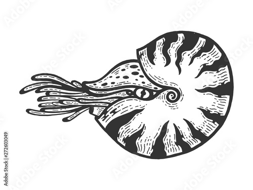 Nautilus sea Caridea animal sketch engraving vector illustration. Scratch board style imitation. Black and white hand drawn image.
