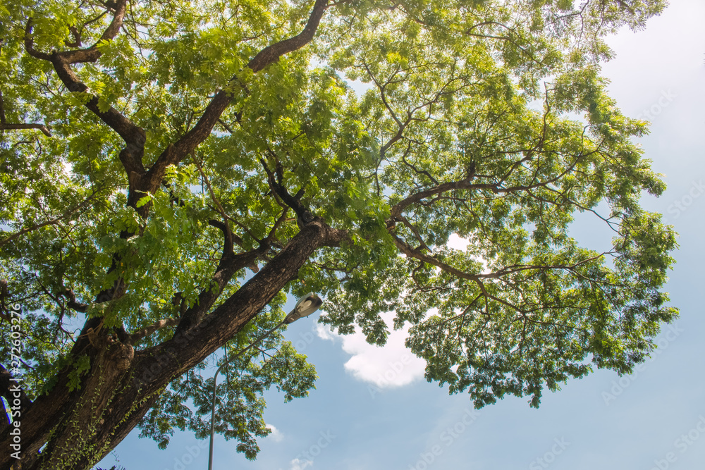 Fototapeta premium Tree and Sky