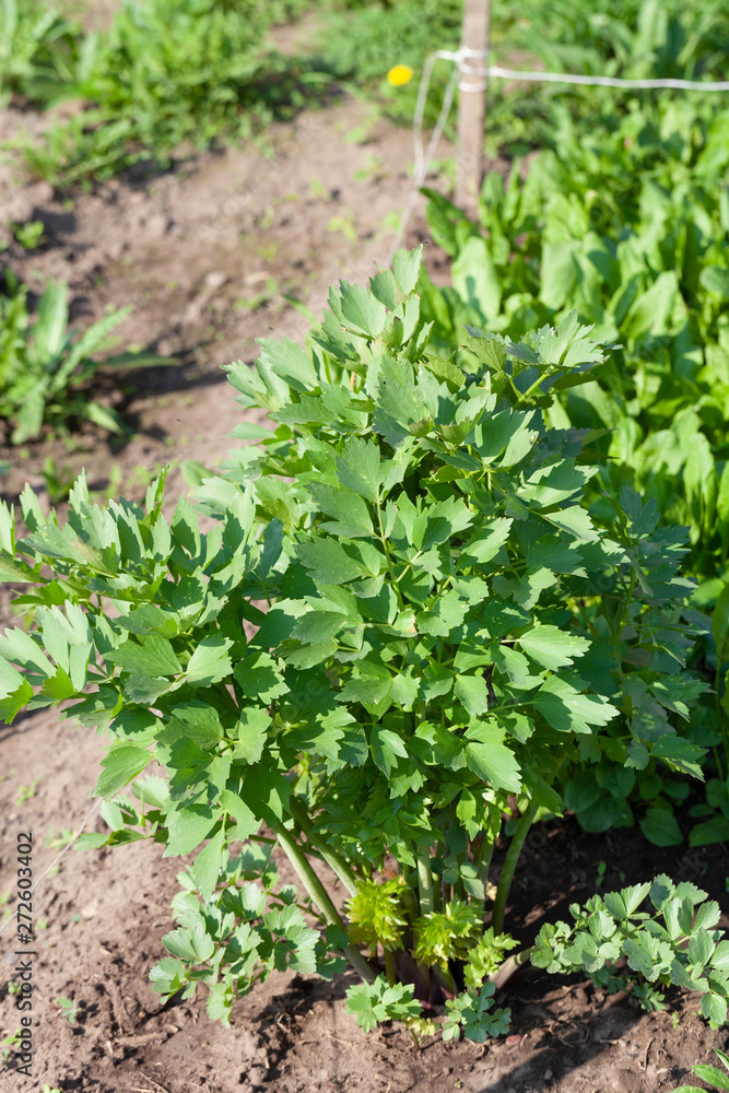 Lovage grows in the garden in the garden. First spring harvest. Selection focus. Shallow depth of field Lovage grows in the garden in the garden. First spring harvest. Selection focus. Shallow depth of field