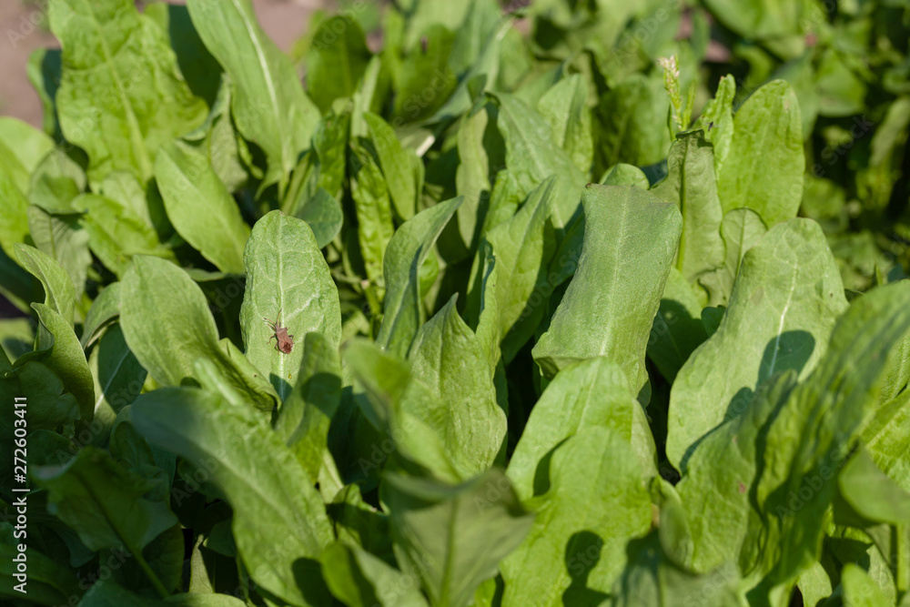 Sorrel grows in the garden in the garden. First spring harvest. Selection focus. Shallow depth of field Sorrel grows in the garden in the garden. First spring harvest. Selection focus. Shallow depth of field