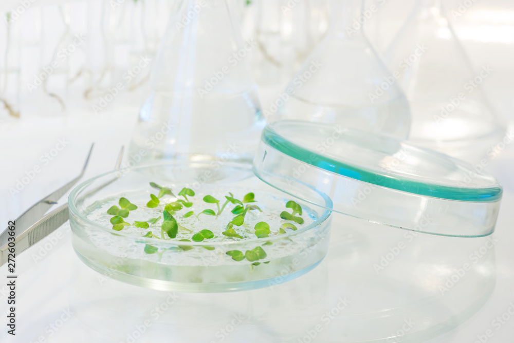 Cloned plants in science lab Cloned plants in science lab