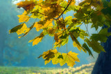Beautiful autumn landscape with yellow trees,green, sun and blue
