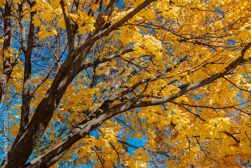 Autumn maple tree photo