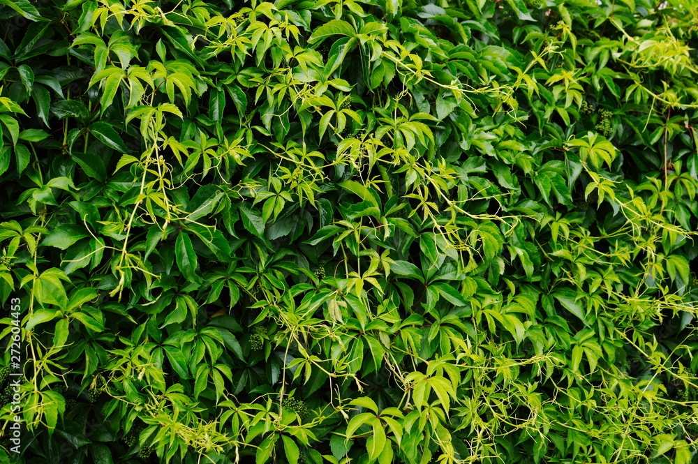 Fototapeta premium Thick green five-leaved ivy foliage